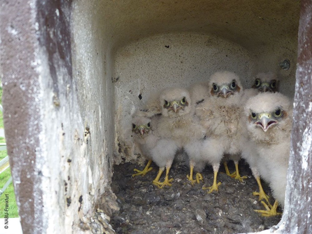Naturschutzprodukt Turmfalkennisthöhle H 36 cm Typ 28 bewährte Nisthilfe aus Holzbeton