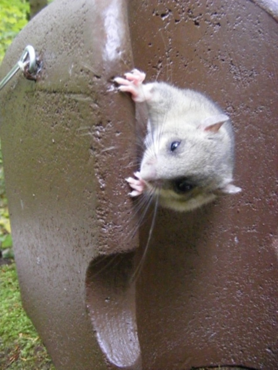 Naturschutzprodukt Schläferkobel Typ 1KS räubersicher Einschlupfloch 40 mm