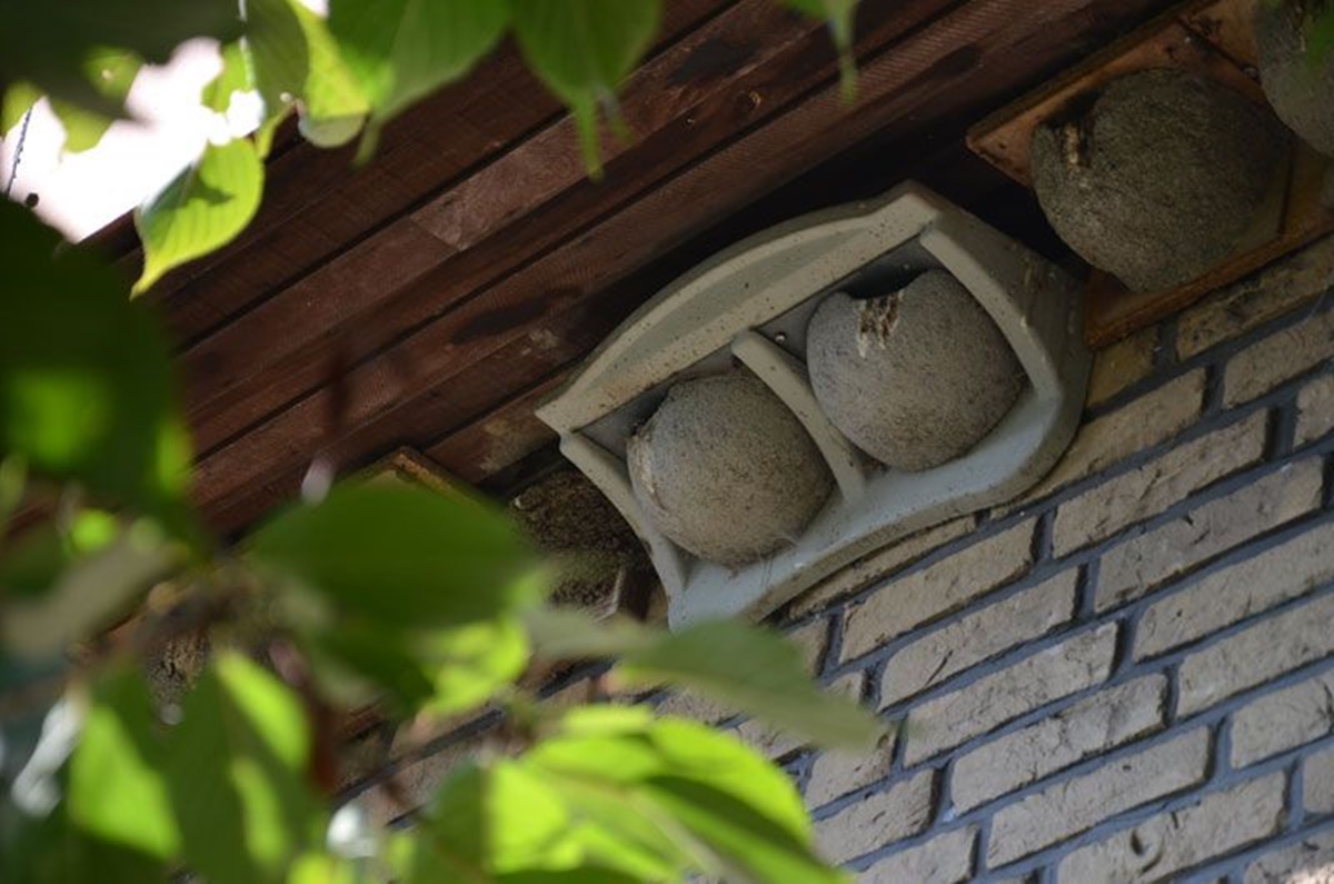 Naturschutzprodukt Mehlschwalben-Fassadennest Typ 11 mit 2 Nestern grau