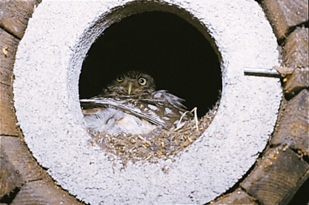 Naturschutzprodukt Steinkauzröhre Typ 20 ohne Marderschutz Artenschutz Produkt