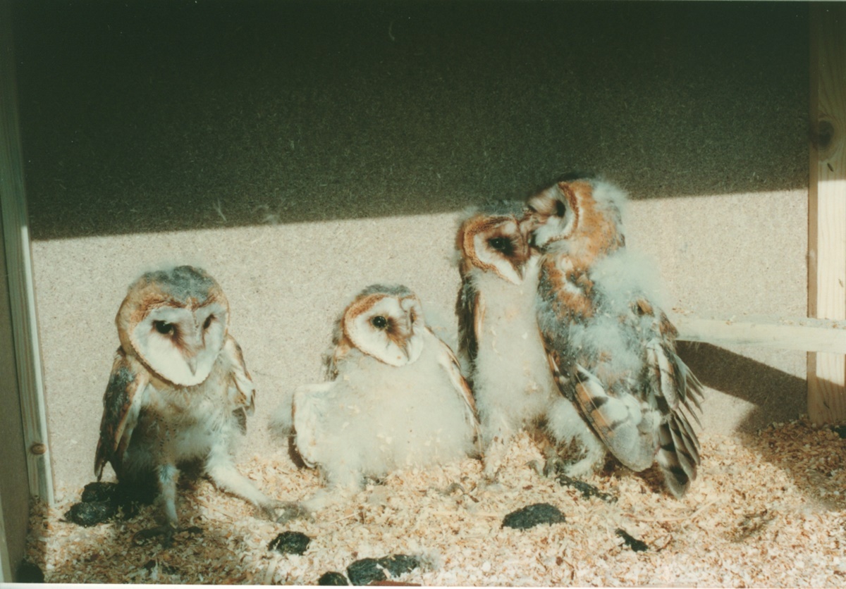 Naturschutzprodukt Schleiereulenkasten Typ 23 H 50 cm Artenschutz Nistkasten Schleiereule