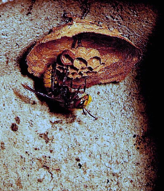 Naturschutzprodukt Hornissen H 35 cm Starterhöhle aus Holzbeton Artenschutz