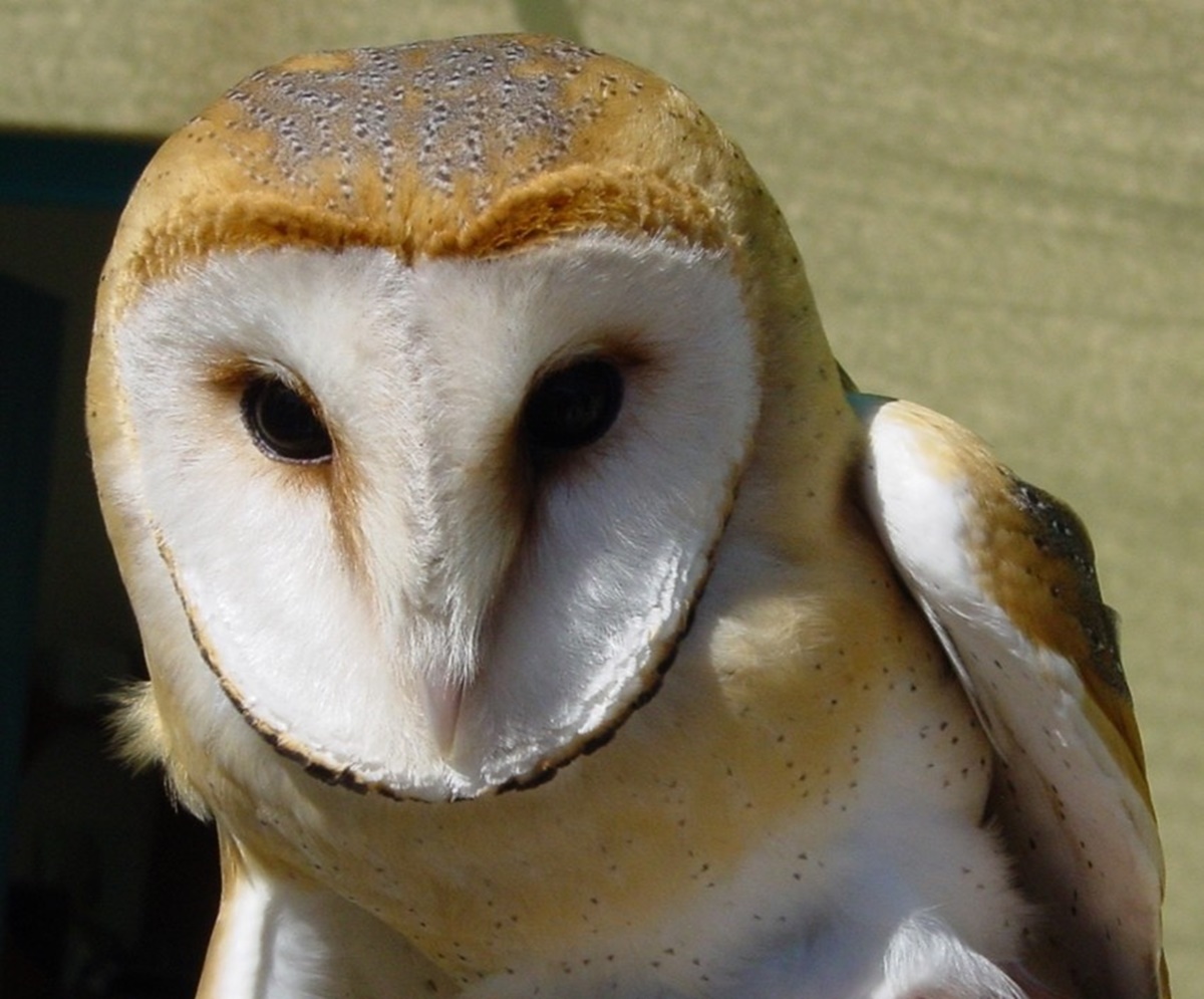Naturschutzprodukt Schleiereulenkasten Typ 23 H 50 cm Artenschutz Nistkasten Schleiereule