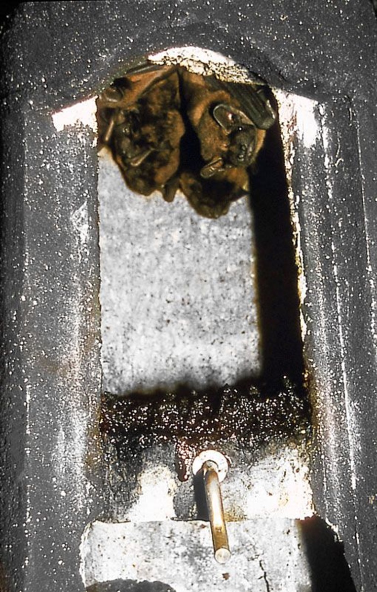 Naturschutzprodukt Fledermaushöhle 2FN speziell für Fledermäuse aus atmungsaktivem Holzbeton