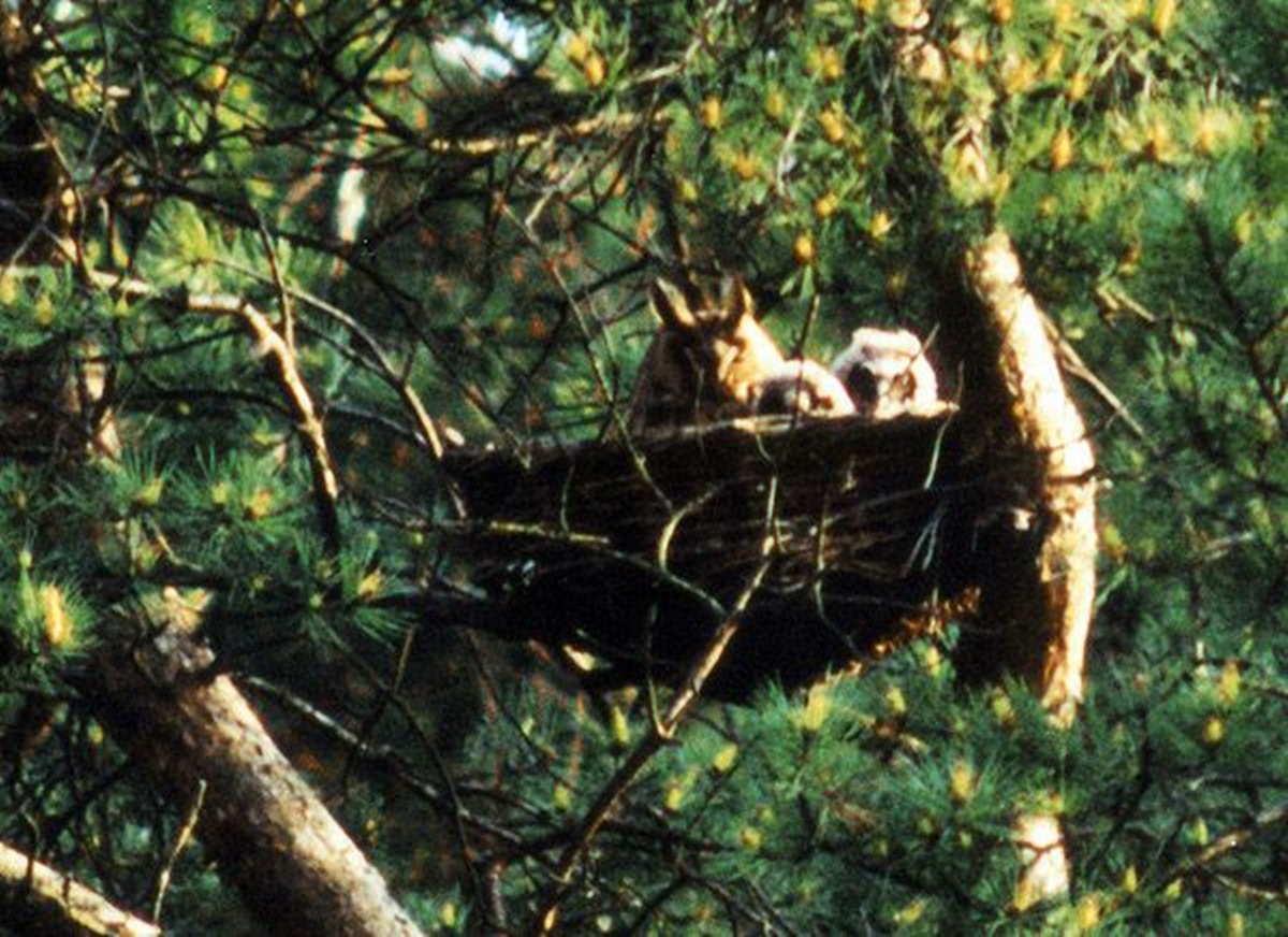 Naturschutzprodukt Nistkorb aus Weidengeflecht Durchmesser 40 cm Artenschutz