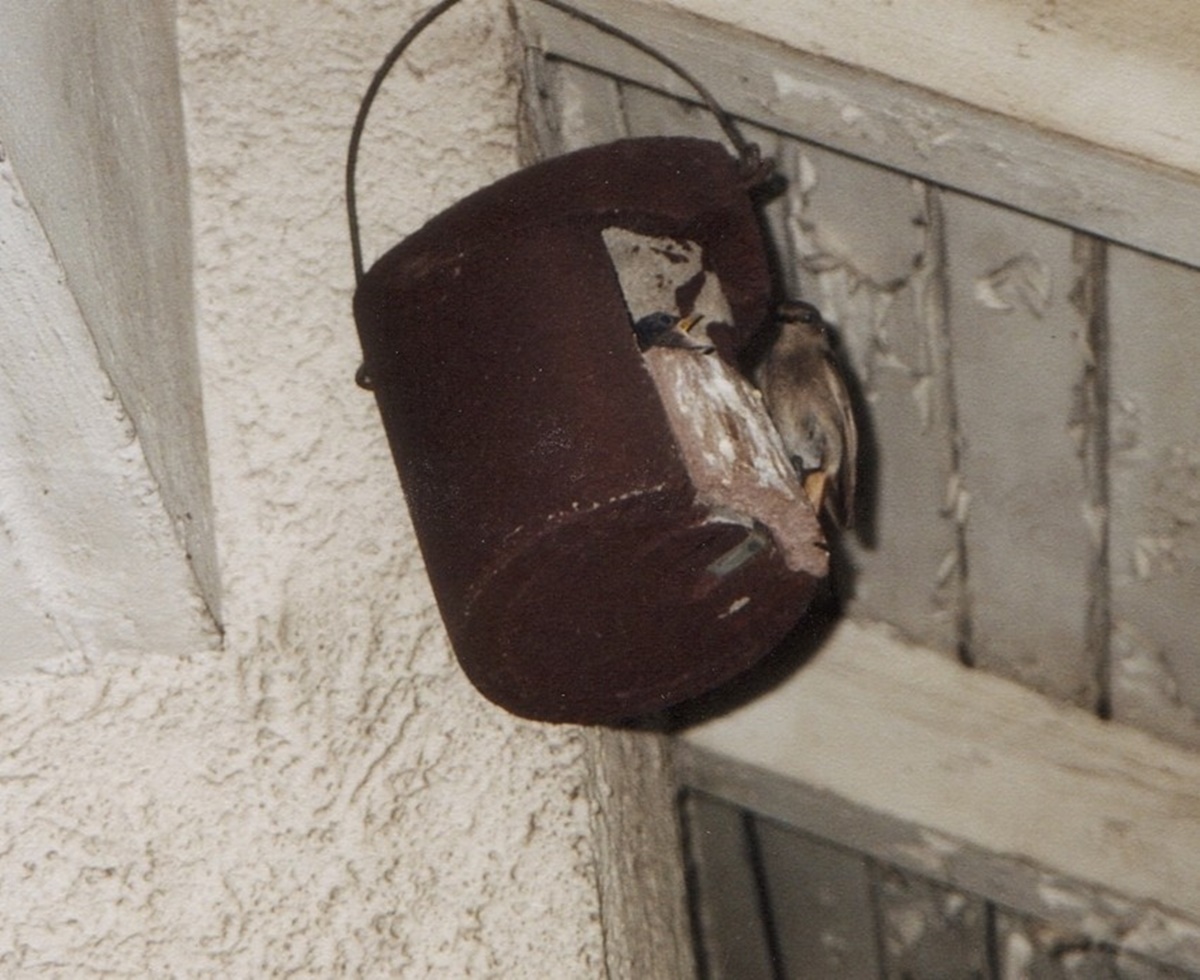 Naturschutzprodukt Halbhöhle Satz 2 Stück Typ 2H ohne Katzen- und Marderschutz