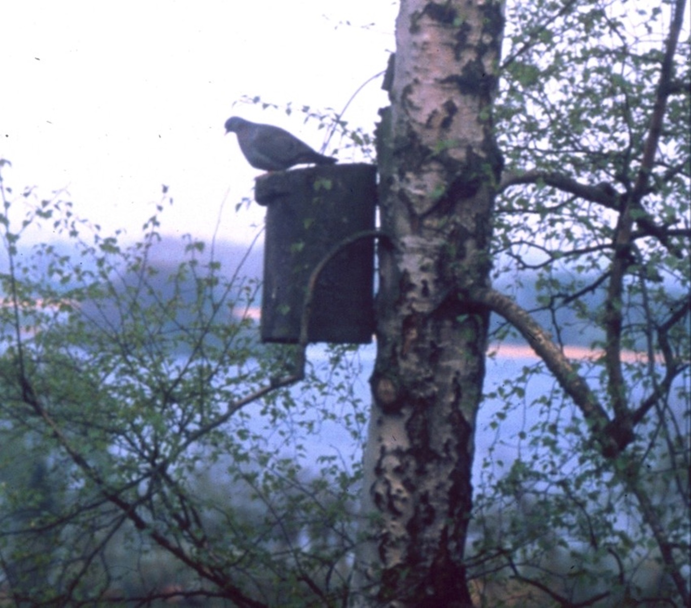 Naturschutzprodukt Eulen- Raufußkauz-, Hohltaubenhöhle Typ Nr. 4 ohne Marderschutz