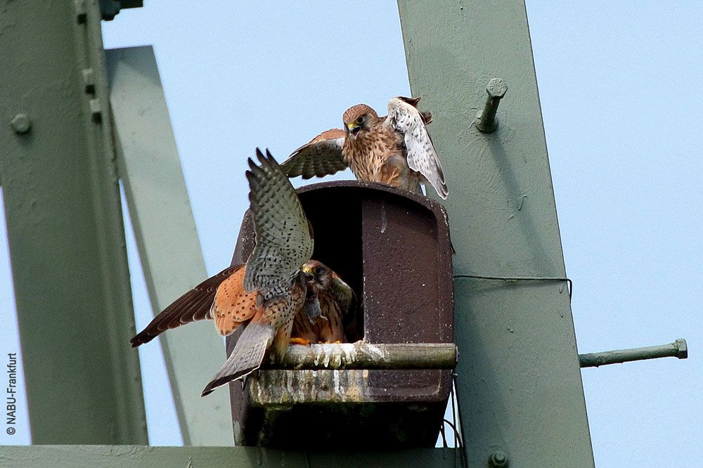 Naturschutzprodukt Turmfalkennisthöhle H 36 cm Typ 28 bewährte Nisthilfe aus Holzbeton