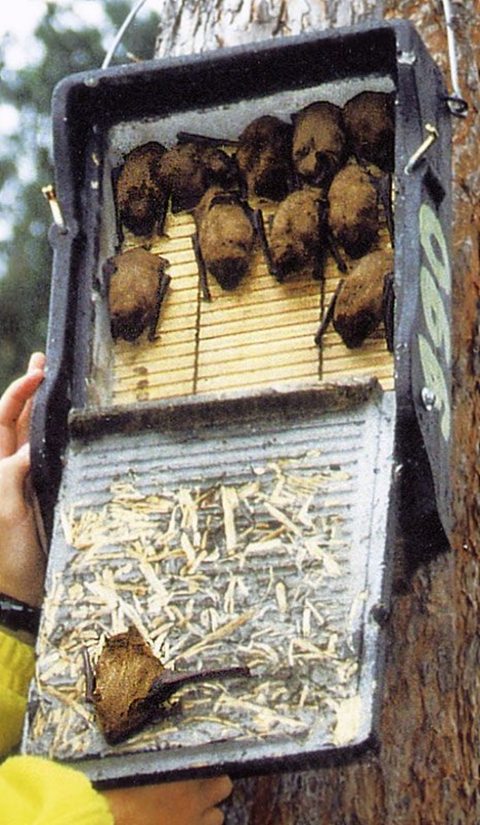 Naturschutzprodukt Fledermausflachkasten 1FF H 43 cm mit eingearbeiteter Holzrückwand Holzbeton