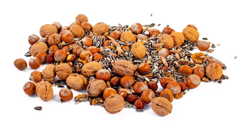 Naturschutzprodukt Futterautomat für Eichhörnchen mit Futter (500 g) Futterstation aus Holz