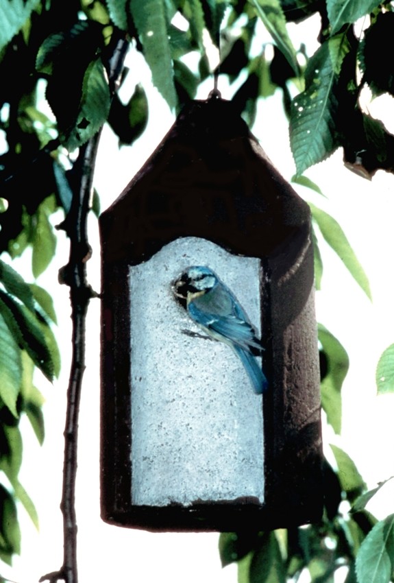 Naturschutzprodukt Nisthöhlen Satz 2 Stück Typ 2M Vogelnisthöhle hängend FG Nisthilfe Flugloch 26 mm