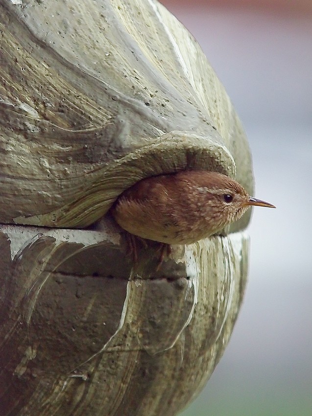 Naturschutzprodukt Nisthilfe Zaunkönigkugel 1ZA Efeu Satz 2 Stück Flugloch 30 x 27 mm"