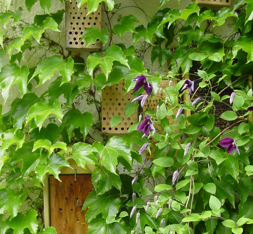 Naturschutzprodukt Insektennisthaus für solitär lebende Insekten mit Röhren für Beobachung