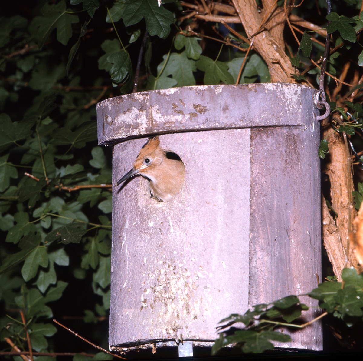 Naturschutzprodukt Kleiberhöhle Typ 5KL Flugloch 32 mm artgerechter Brutraum für Kleiber