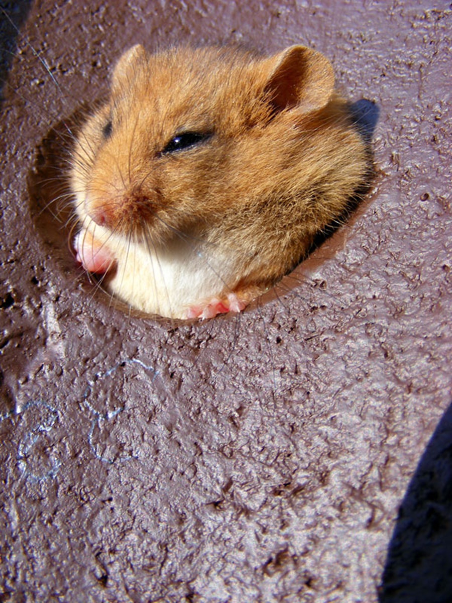 Naturschutzprodukt Haselmauskobel Typ 2KS räubersicher Einschlupfloch 26 mm