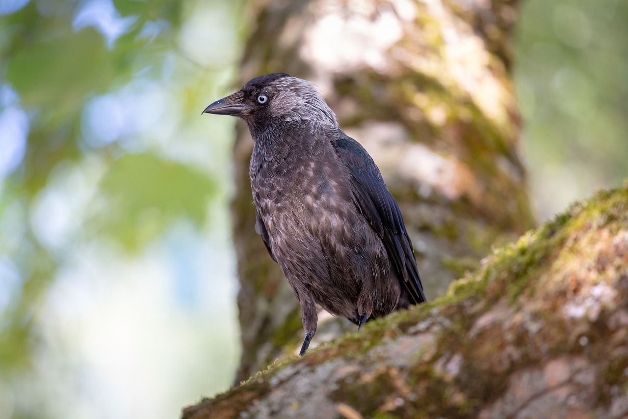 Naturschutzprodukt Dohlennisthöhle Typ 2CM Artenschutz Nisthöhle aus Holzbeton
