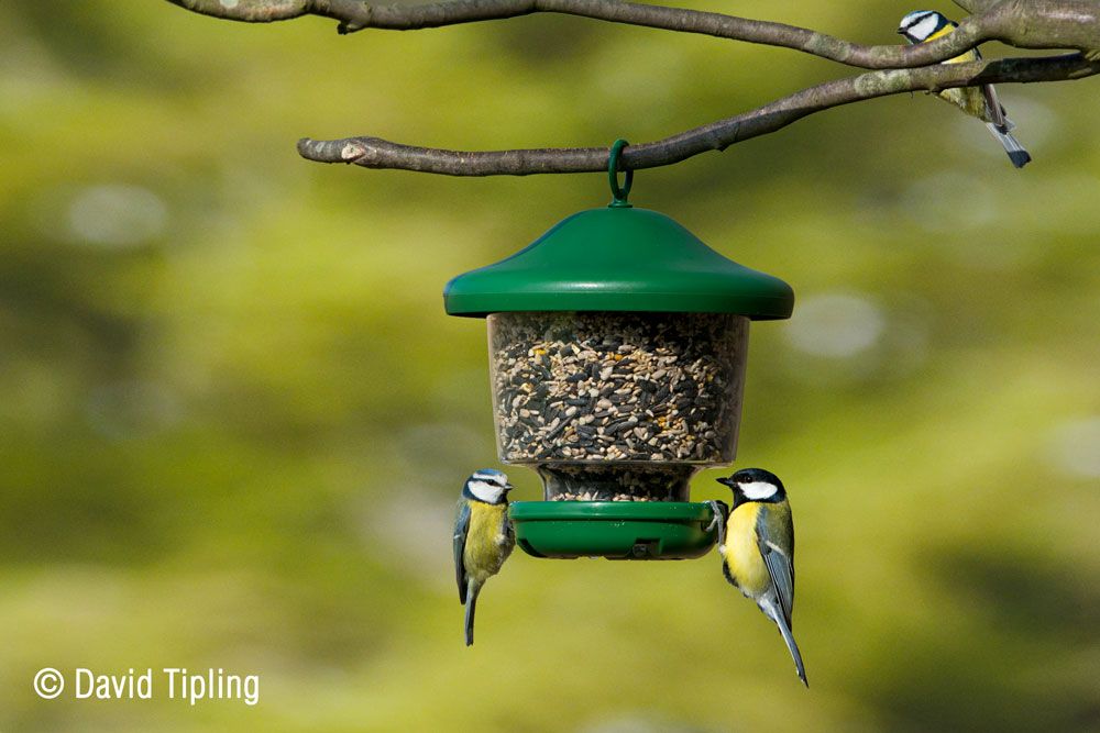 Naturschutzprodukt Satz 2 Stück Futterlampe groß Inhalt 1,3 Liter in grün