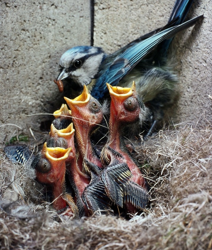 Naturschutzprodukt Nisthöhle Typ 1B Flugloch 26 mm in grün mit Räuberschutz