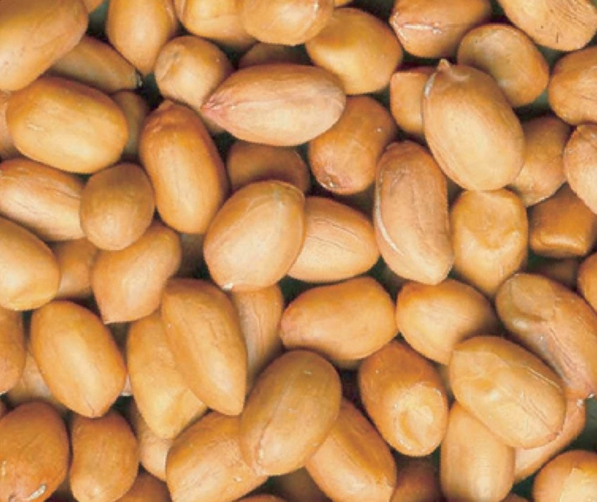 Naturschutzprodukt Erdnuss Futtersäulen Satz 2 Stück " Ring-Pull Click midi" grün Metall Inhalt 1 l