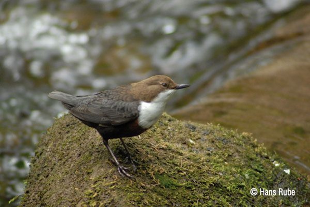 Naturschutzprodukt Wasseramsel- und Bachstelzennistkasten Typ Nr. 19 räubersichere Nisthilfe