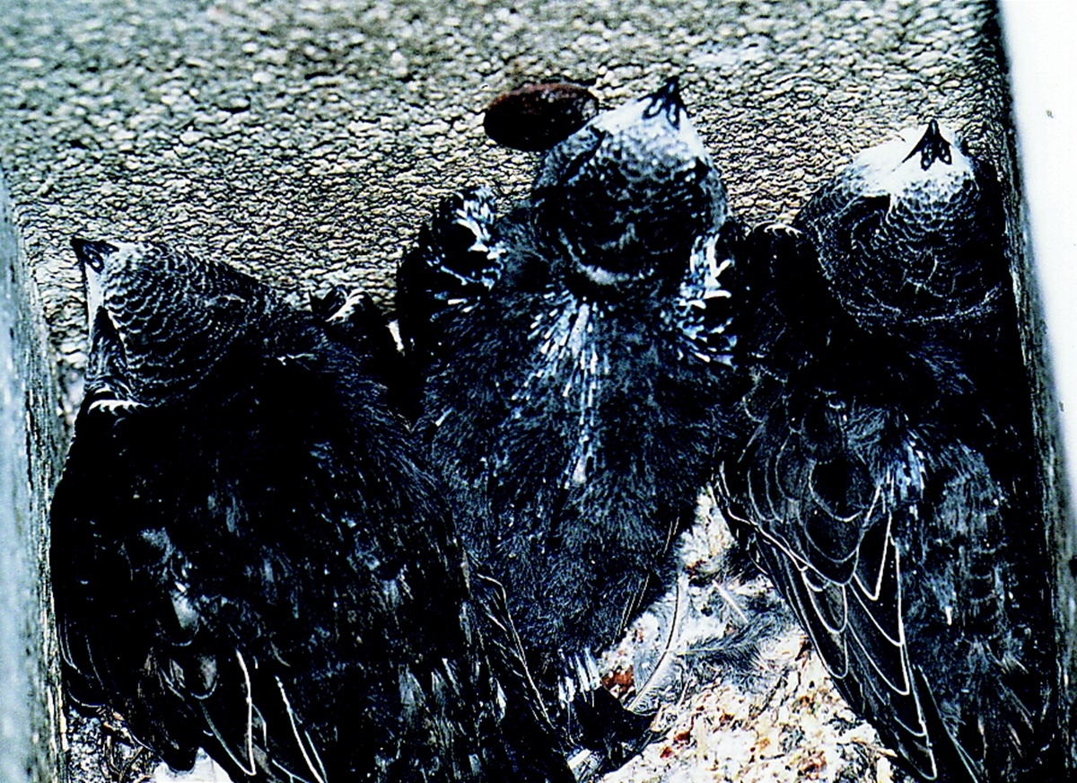 Naturschutzprodukt Mauersegler-Einbaukasten H 24 cm Typ 16S mit Starensperre aus Holzbeton