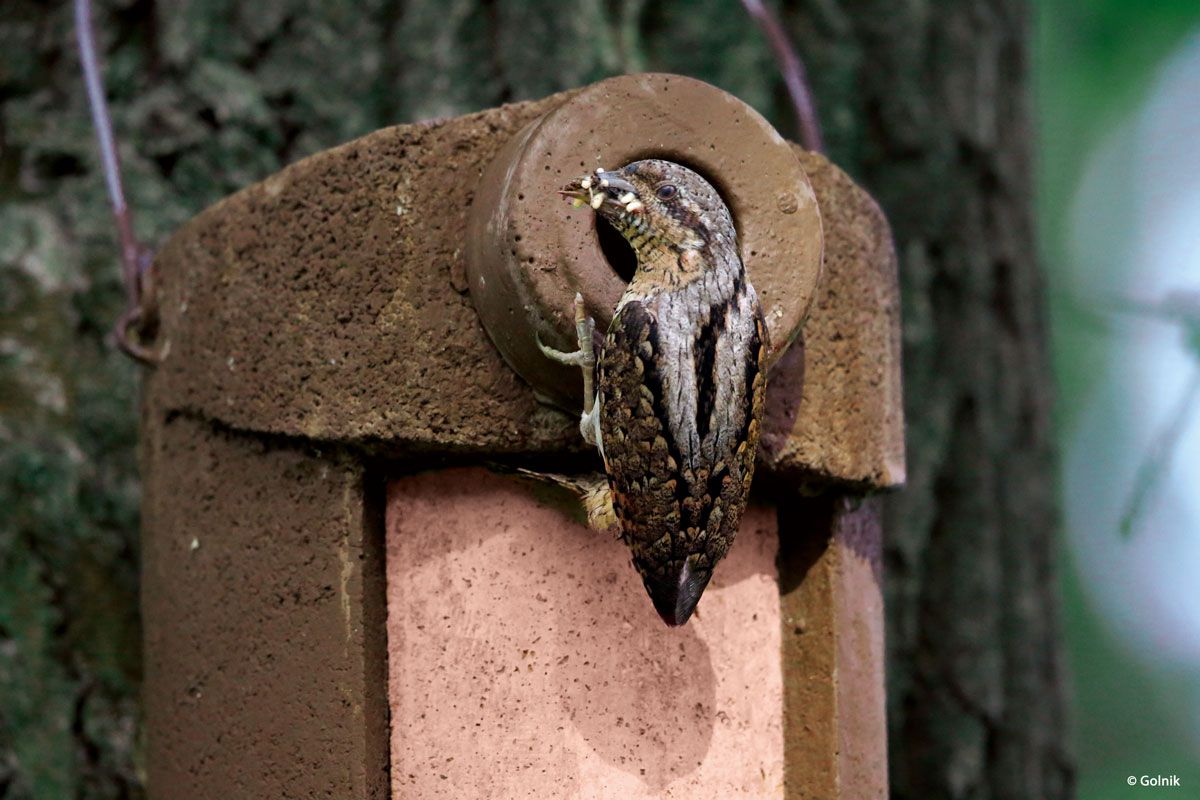 Naturschutzprodukt Nisthöhle Satz 2 Stück Typ 3SV Flugloch 34 mm mit Marderschutz in braun