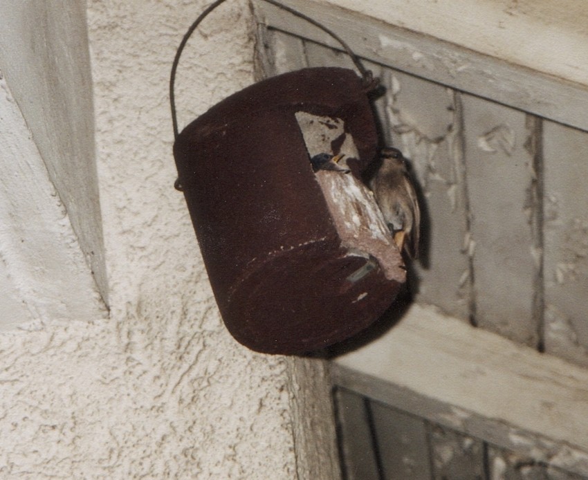 Naturschutzprodukt Halbhöhle Typ 2H ohne Katzen- und Marderschutz Nisthöhle aus Holzbeton