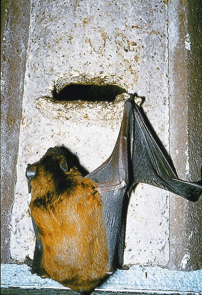 Naturschutzprodukt Fledermaushöhle Fledermausnistkasten 2F universell H 33 cm