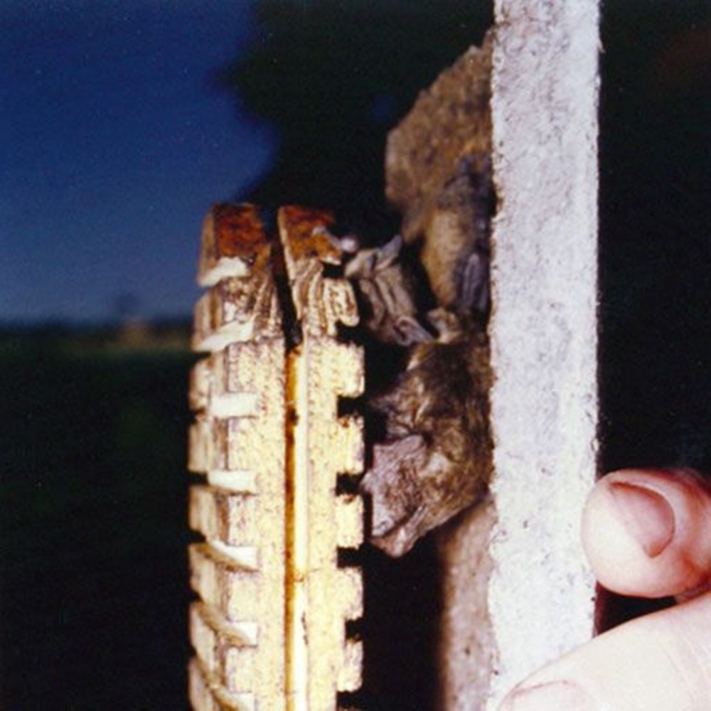 Naturschutzprodukt Fledermaushöhle 2F mit doppelter Vorderwand Artenschutz Produkt