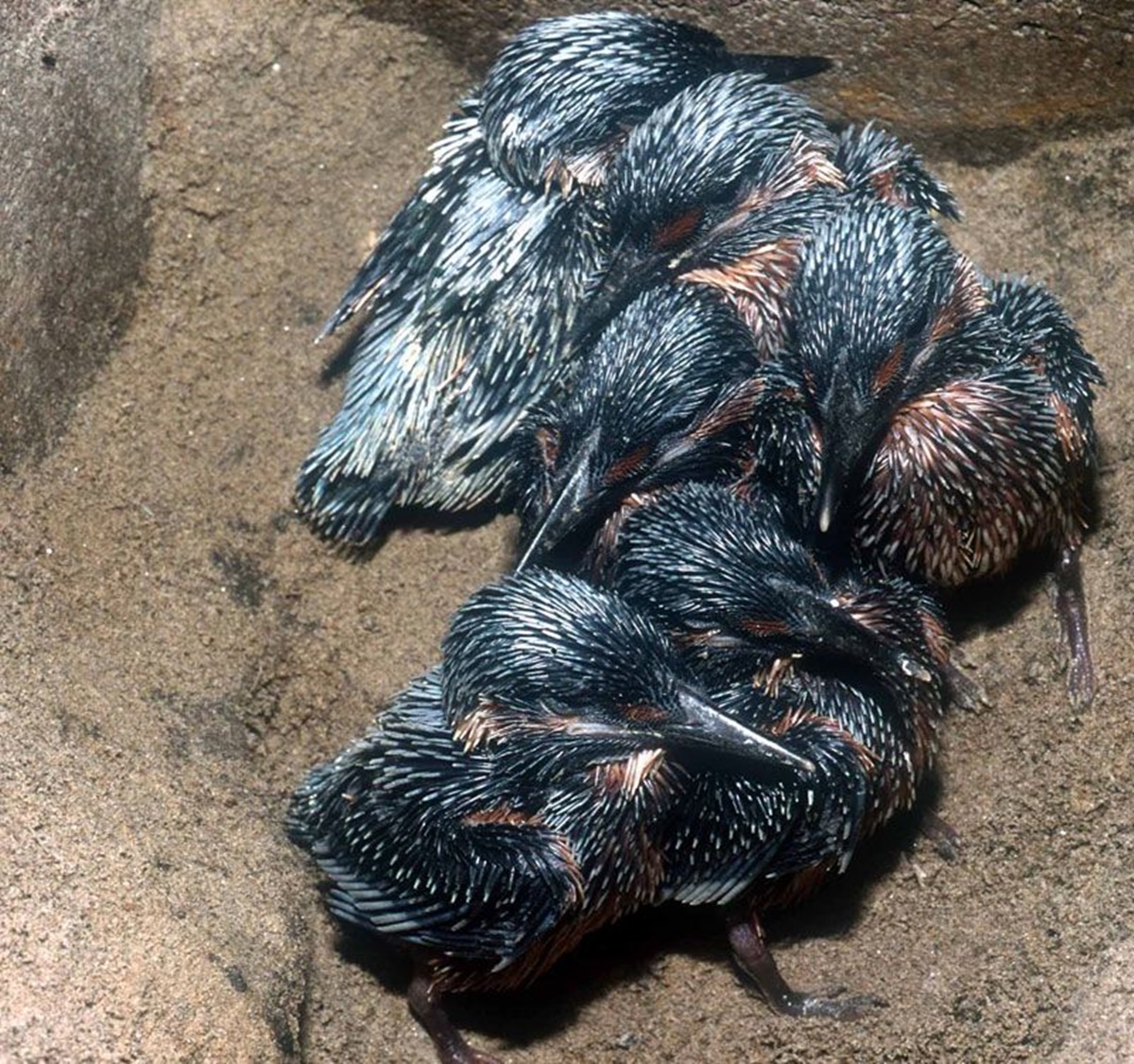 Naturschutzprodukt Eisvogel- und Uferschwalbenbrutröhre effektiver Artenschutz Produkt