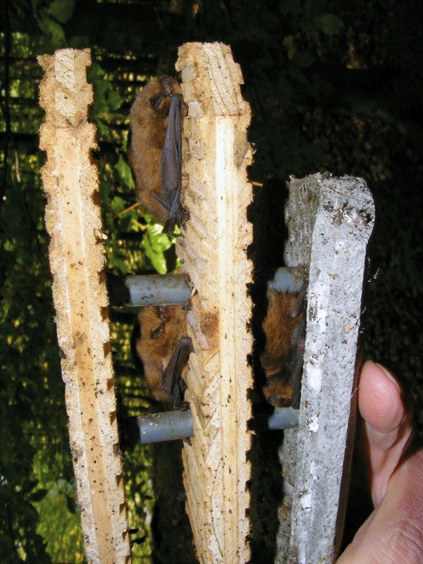 Naturschutzprodukt Fledermaushöhle 1FD mit dreifacher Vorderwand Artenschutz Produkt Fledermäuse