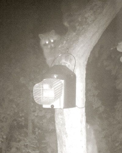 Naturschutzprodukt Satz 2 Stück Nisthöhlen 2GR-WBS rot Nisthilfe mit integriertem Waschbärschutz