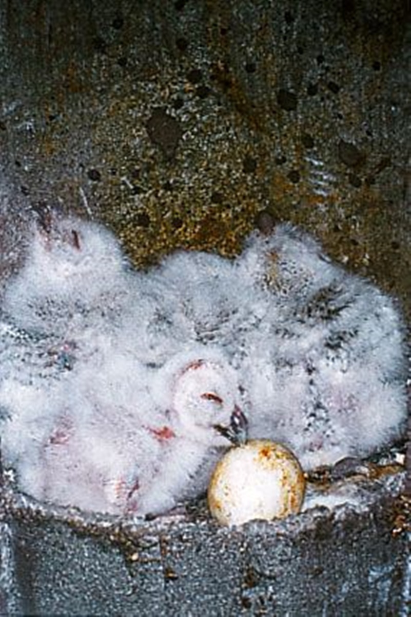 Naturschutzprodukt Eulenhöhle Typ Nr. 5 ohne Marderschutz Nisthilfe mit Flugloch 110 x 120 mm