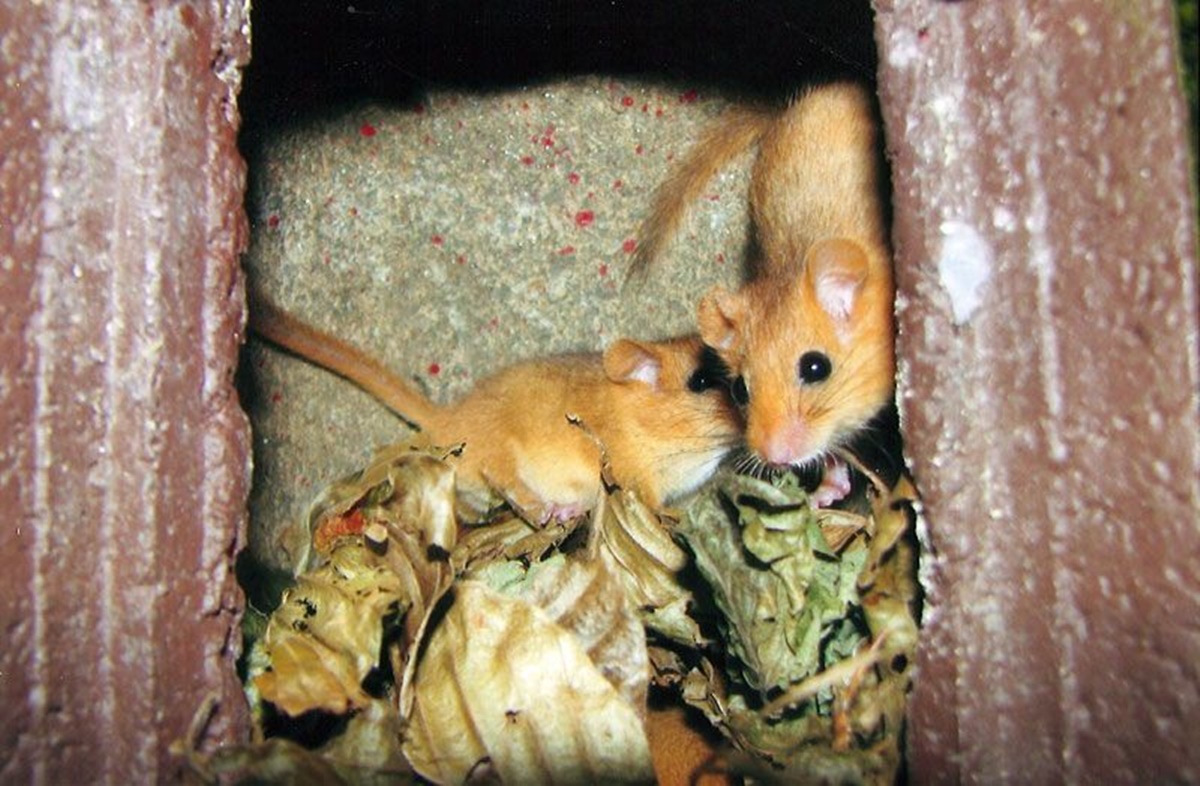 Naturschutzprodukt Haselmauskobel Typ 2KS räubersicher Einschlupfloch 26 mm