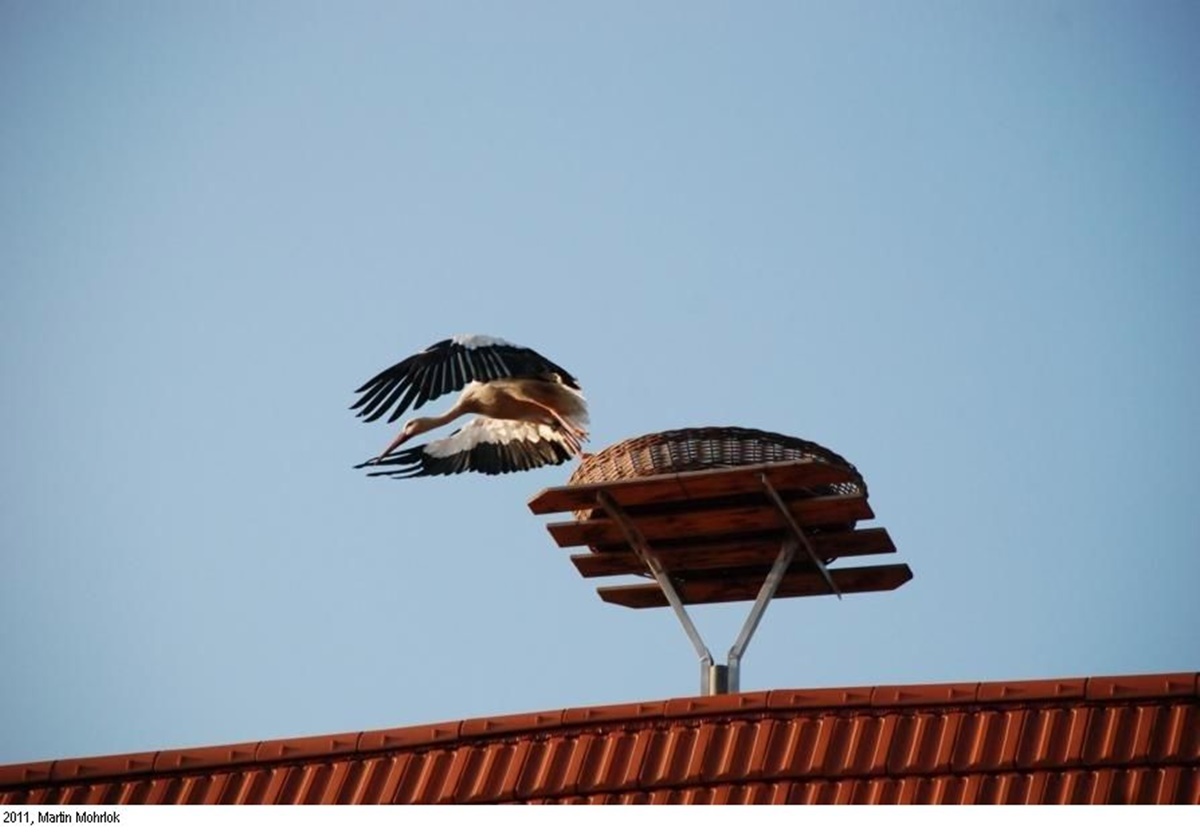 Naturschutzprodukt Nistkorb aus Weidengeflecht D 110 cm Artenschutz für Weißstorch