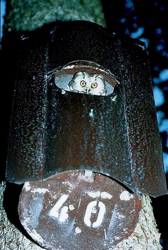 Naturschutzprodukt Eulen- Raufußkauz-, Hohltaubenhöhle Typ Nr. 4 mit Marderschutz durch Vorderwand