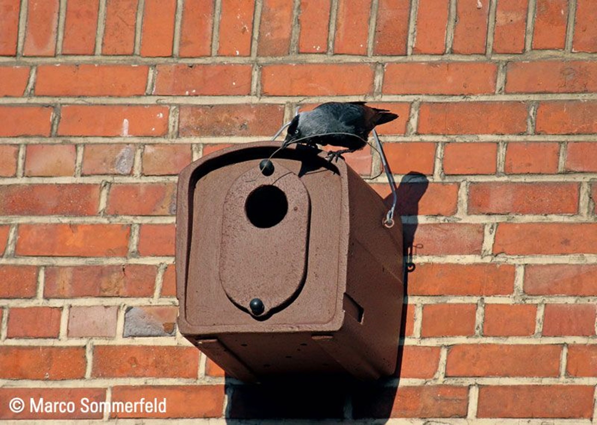 Naturschutzprodukt Dohlennisthöhle Typ 29 Nisthilfe für Koloniebrüter Dohlen Holzbeton