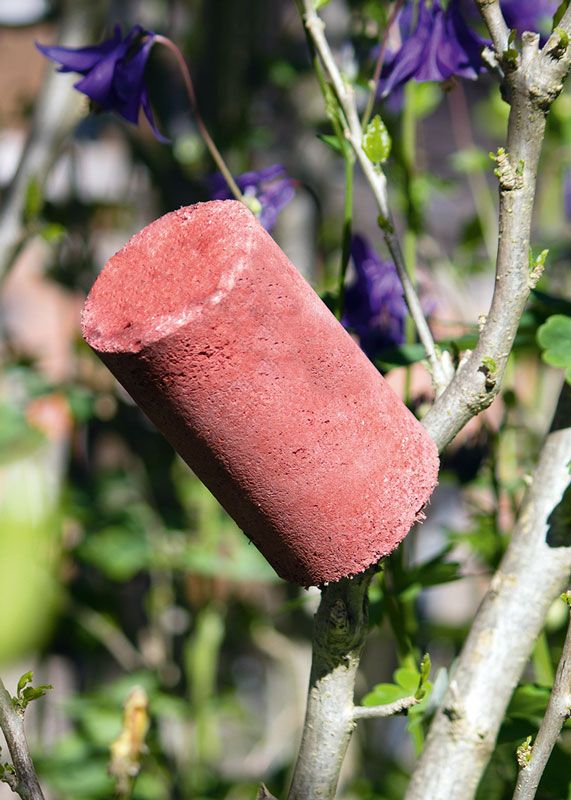 Naturschutzprodukt: Ohrwurm-Schlafröhre H 10 cm Set mit 3 Stück gegen Blattläuse