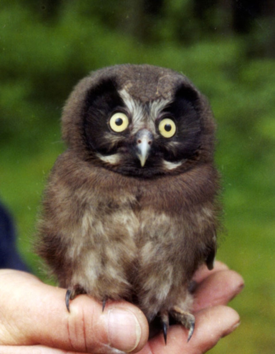 Naturschutzprodukt Eulen- Raufußkauz-, Hohltaubenhöhle Typ Nr. 4 mit Marderschutz durch Vorderwand