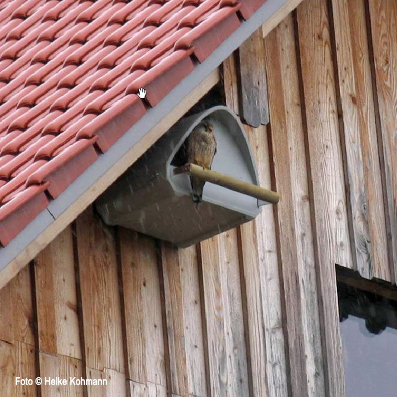 Naturschutzprodukt Turmfalkennisthöhle Typ 2TF - Robuste Nisthilfe für artgerechte Brutplätze