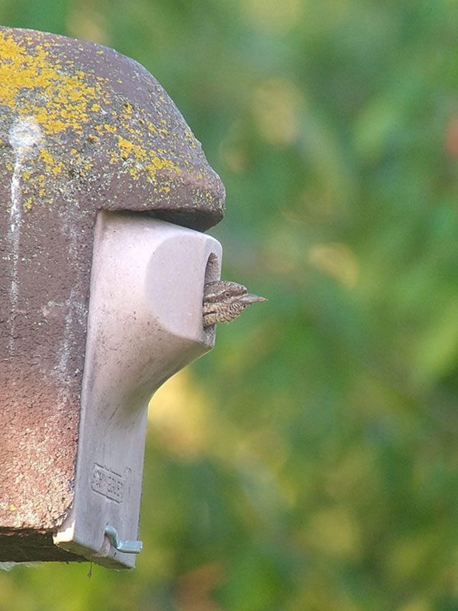 Naturschutzprodukt Nisthöhle Typ 2GR oval braun Flugloch 30 x 45 mm Nisthilfe Katzen- Marderschutz