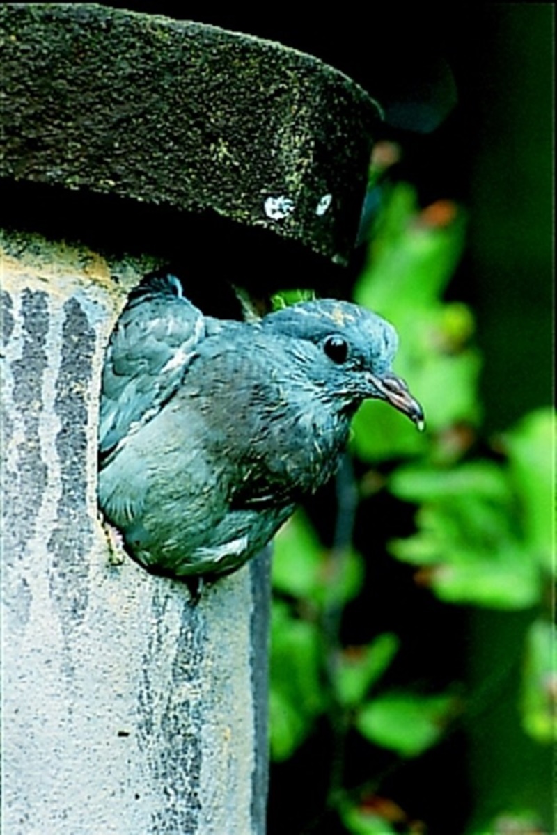 Naturschutzprodukt Eulen- Raufußkauz-, Hohltaubenhöhle Typ Nr. 4 ohne Marderschutz